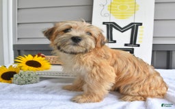 Morkie dogs for sale: Rover - Image 10
