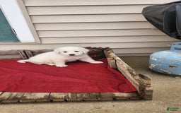 Great Pyrenees dogs for sale: Freckles - Image 2