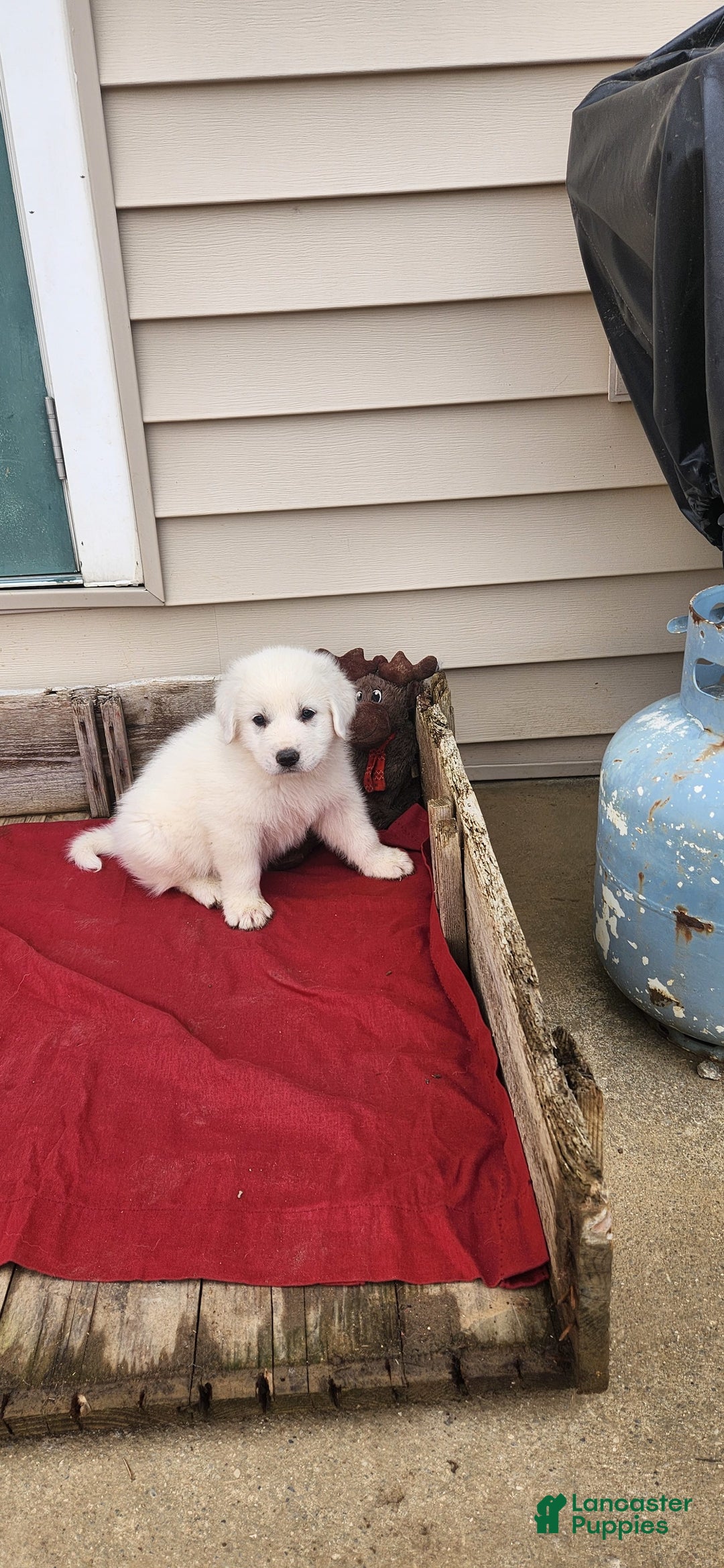 Great Pyrenees dogs for sale: Freckles - Image 2