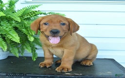 Labrador Retriever dogs for sale: Yeller - Image 3