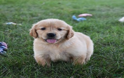 Golden Retriever dogs for sale: Chloe - Image 2