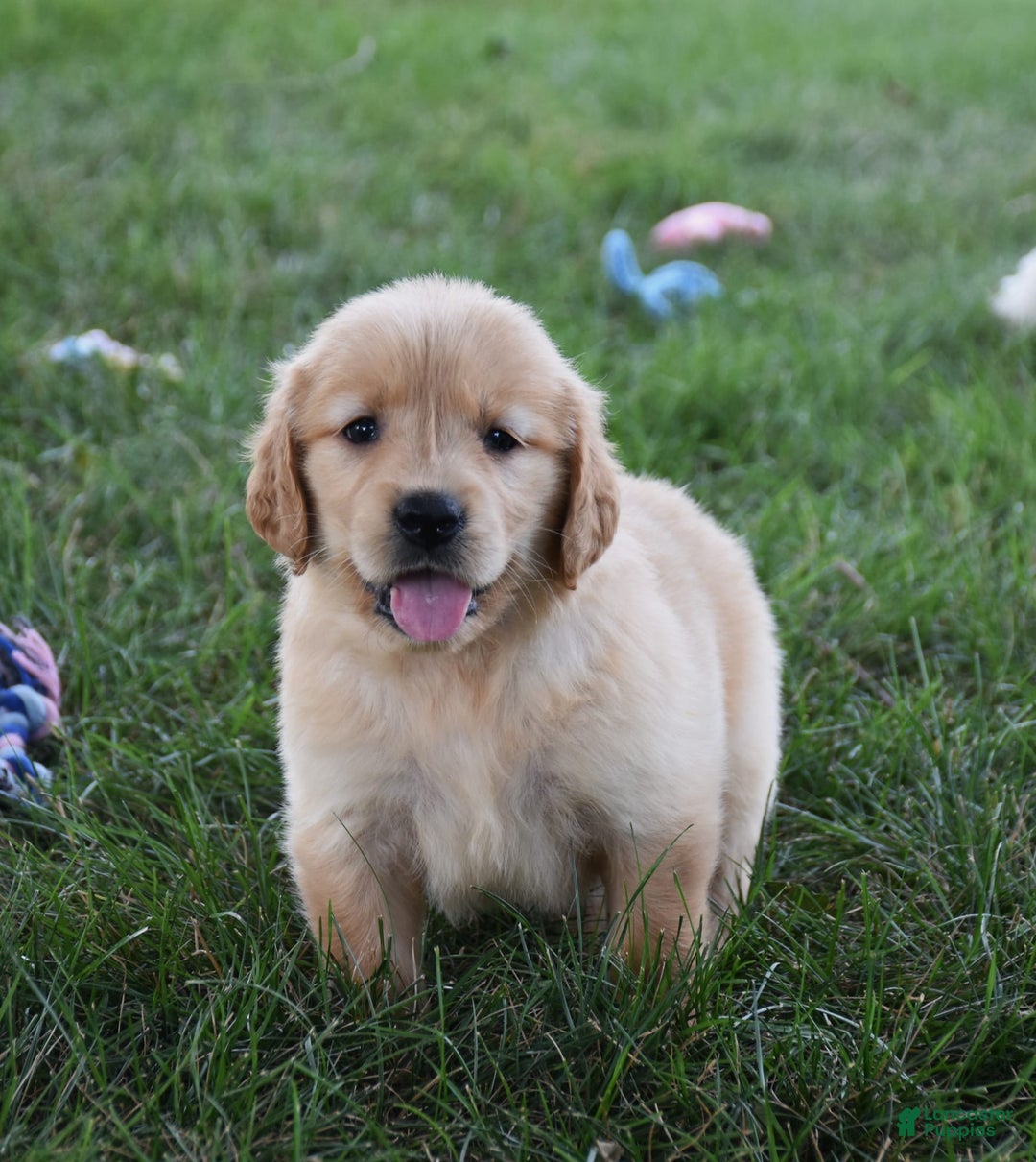 Golden Retriever dogs for sale: Chloe - Image 2
