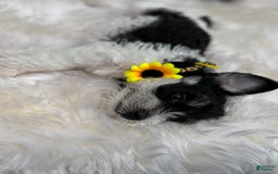 Miniature Schnauzer dogs for sale: Missy - Image 7