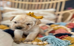 Mini Hippo dogs for sale: Delilah - Image 1
