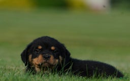 Rottweiler dogs for sale: Oscar - Image 4
