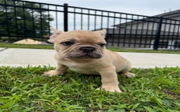 French Bulldog dogs for sale: Rocco - Image 2