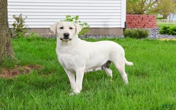 Labrador Retriever dogs for sale: Lacey - Image 1