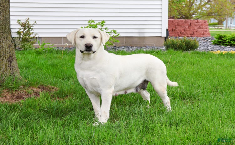 Labrador Retriever dogs for sale - Ad 2