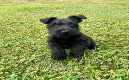 Scottish Terrier dogs for sale: Boone - Image 2