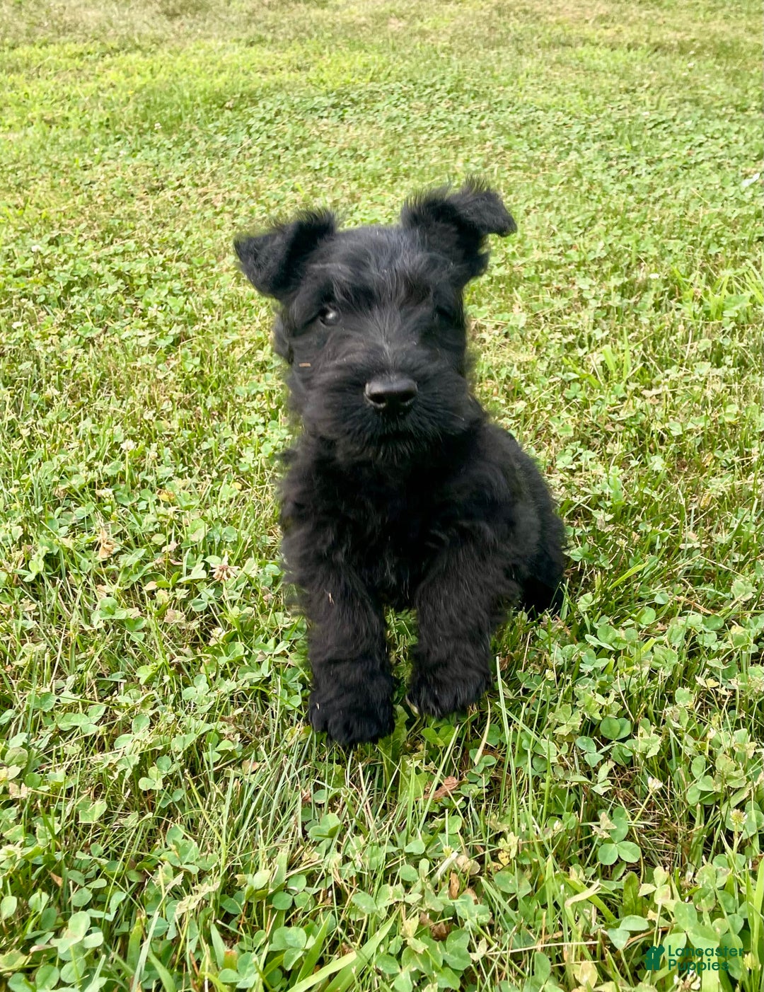 Scottish Terrier dogs for sale: Boone - Image 2