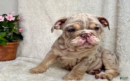 English Bulldog dogs for sale: Mark - Image 2