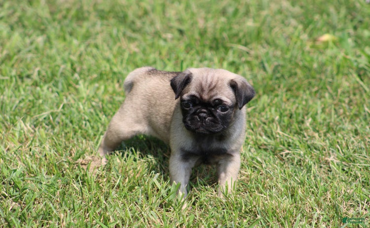Pug dogs for sale - Ad 4