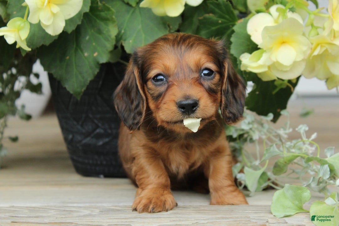 Miniature Dachshund dogs for sale: Smokey - Image 5