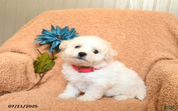 Bichon Frise dogs for sale: Kirsten - Image 2