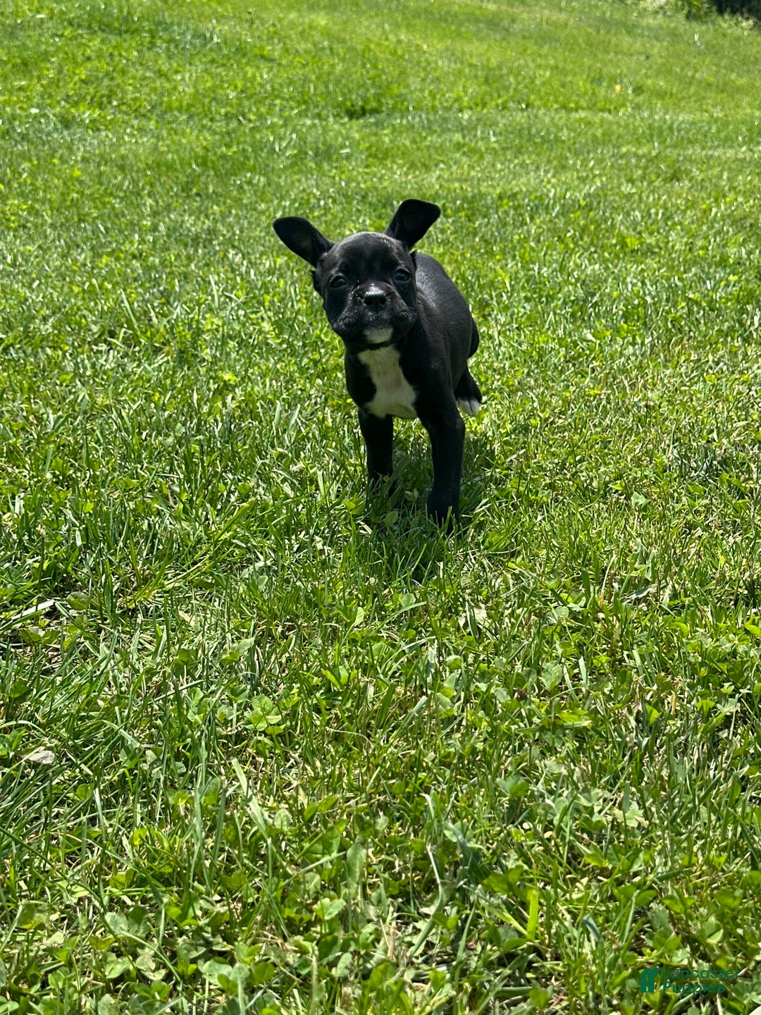 Boxer dogs for sale: Black - Image 3