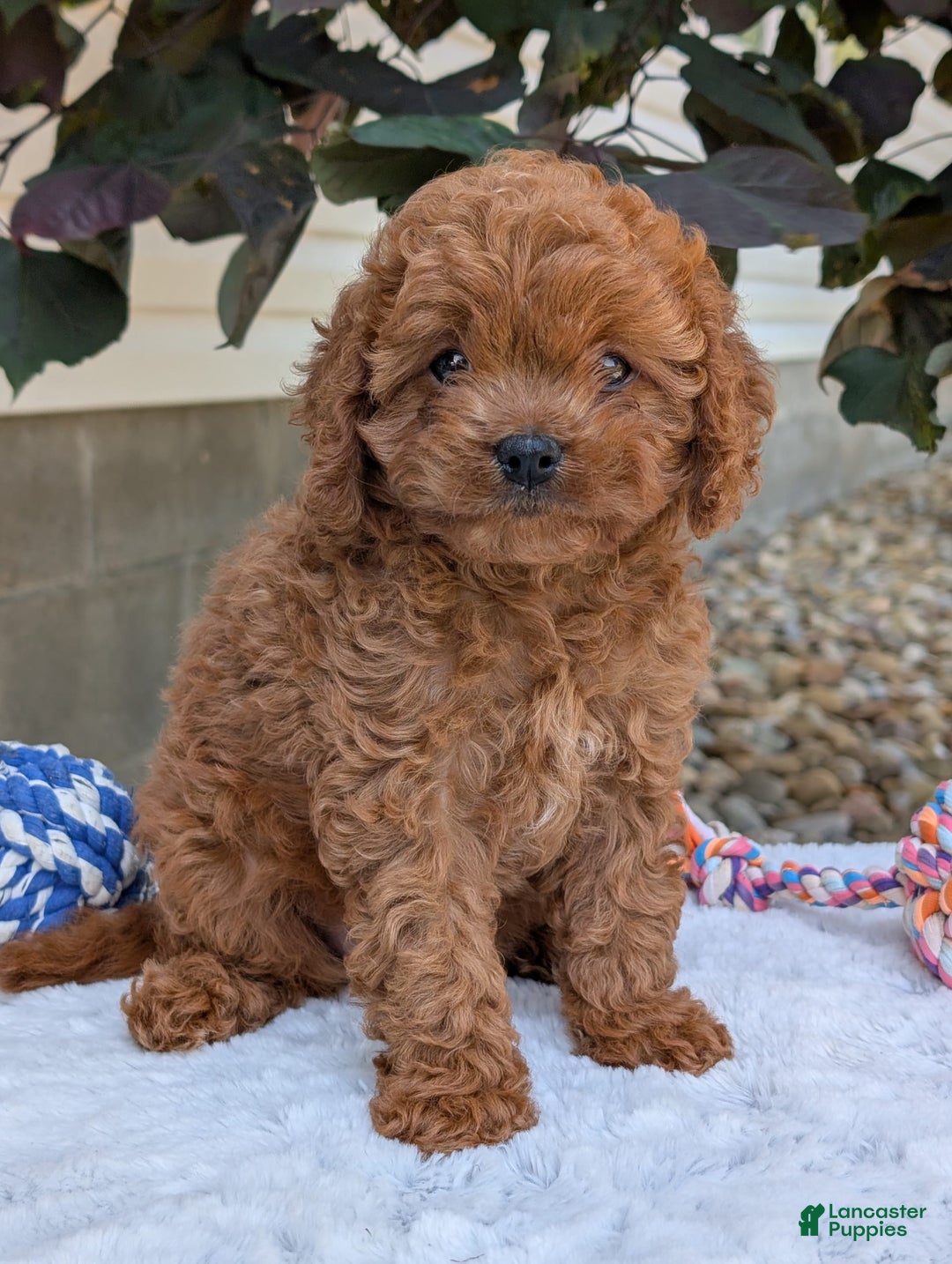 Cavapoo dogs for sale: Ginger - Image 27