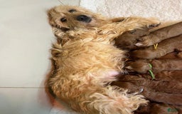 Goldendoodle dogs for sale: Rumsy - Image 5
