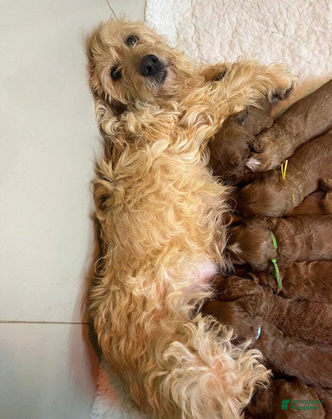 Goldendoodle dogs for sale: Rumsy - Image 5