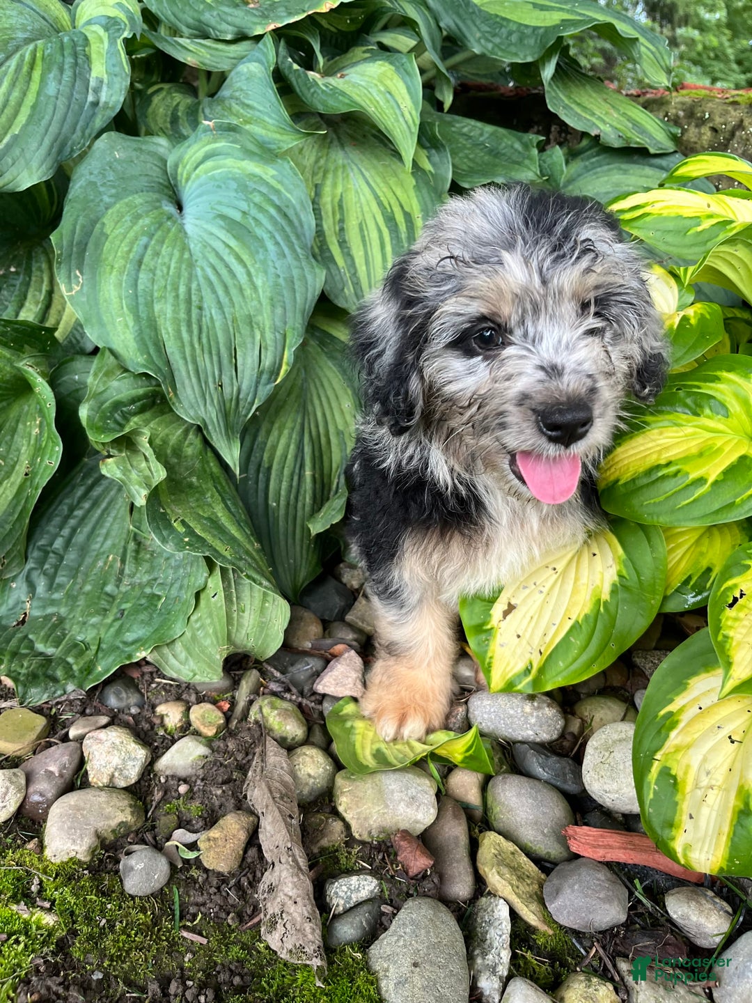 Mini Aussiedoodle dogs for sale: Tulip - Image 17