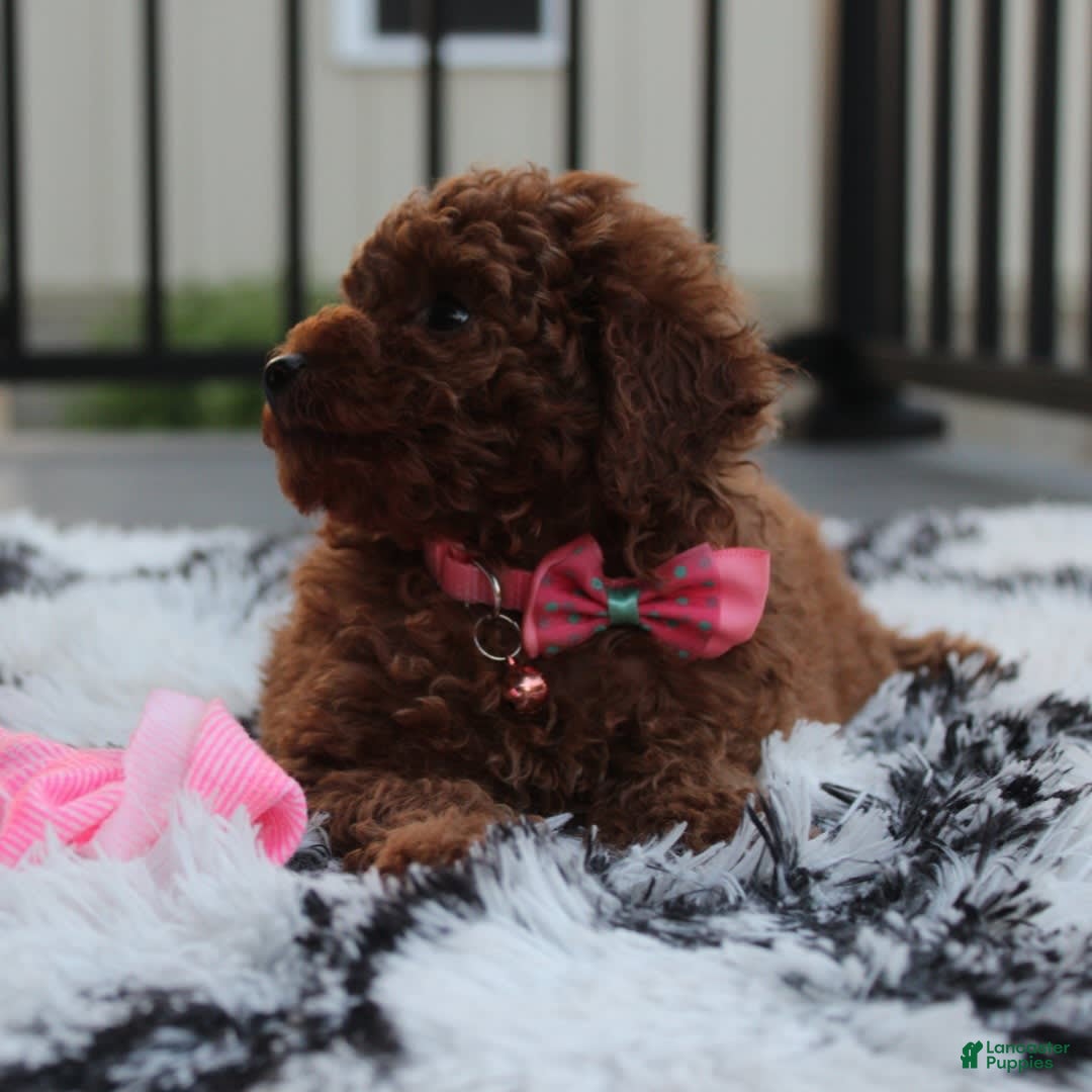 Toy Poodle dogs for sale: Haley - Image 12