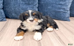Mini Bernedoodle dogs for sale: Athena - Image 5