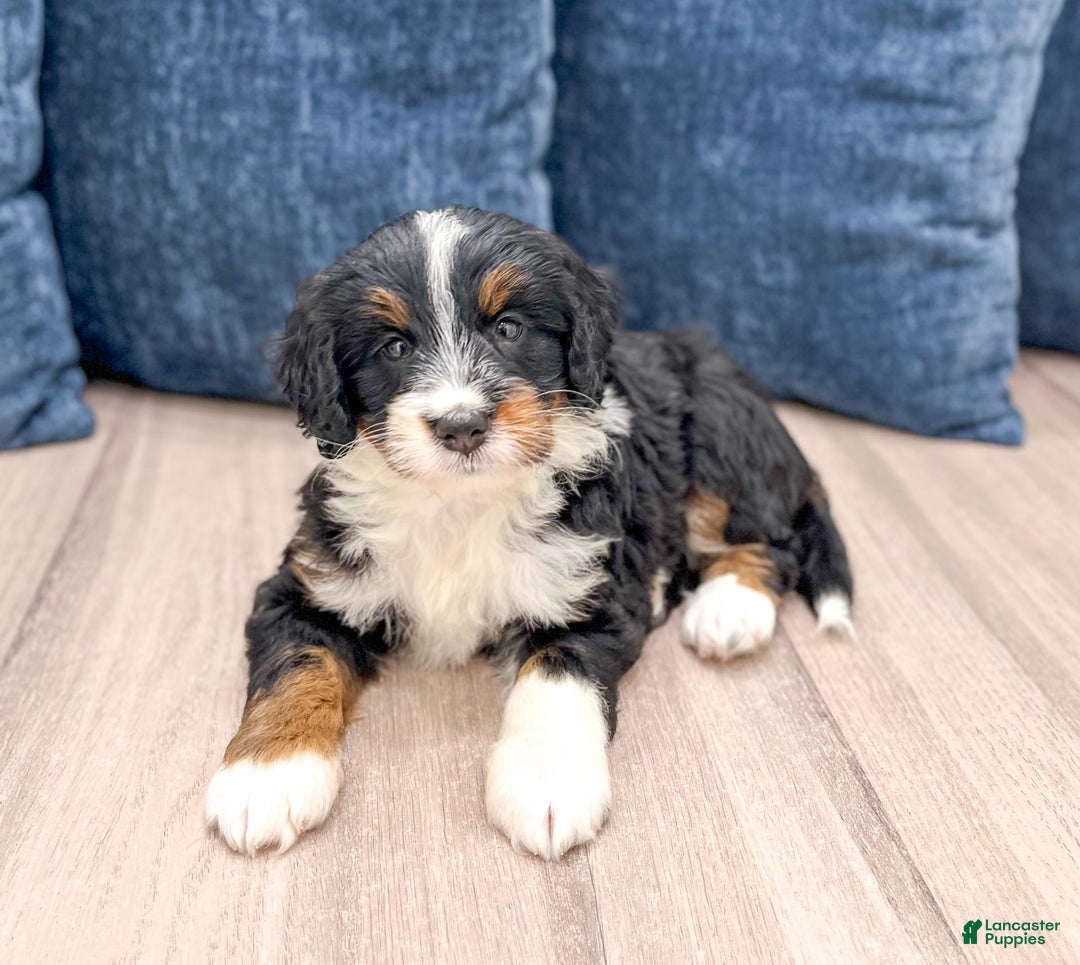 Mini Bernedoodle dogs for sale: Athena - Image 5