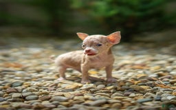 Chihuahua dogs for sale: Sweat Pea - Image 13