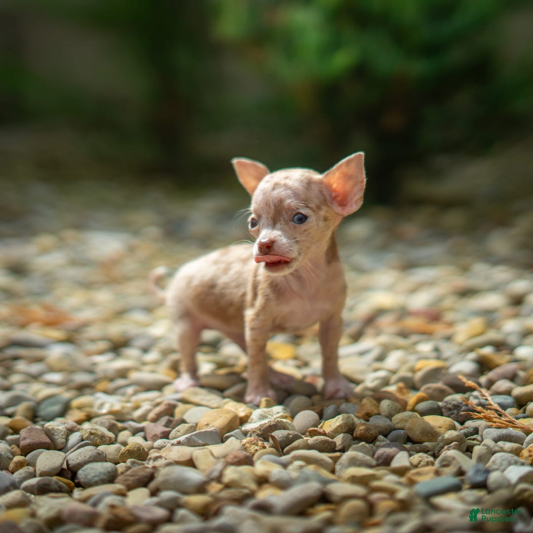 Chihuahua dogs for sale: Sweat Pea - Image 13