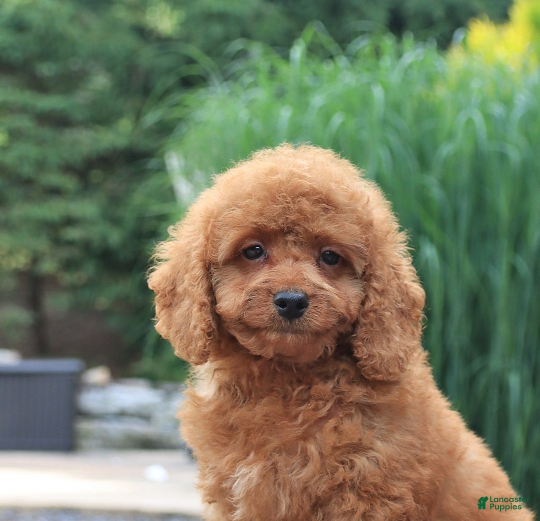 Miniature Poodle dogs for sale: Happy - Image 2