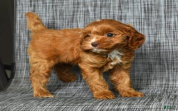 Cavapoo dogs for sale: Layla - Image 2