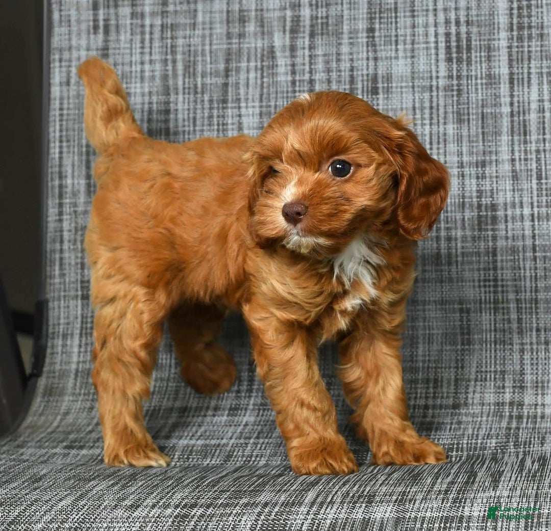 Cavapoo dogs for sale: Layla - Image 2