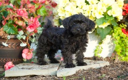 Yorkiepoo dogs for sale: Patrick - Image 5