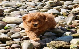 Mini Goldendoodle dogs for sale: Kala - Image 9