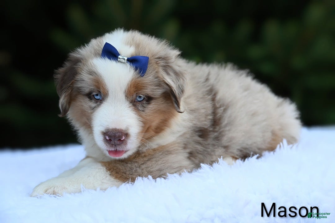 Miniature Australian Shepherd dogs for sale: Mason - Image 2