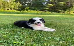 Australian Shepherd dogs for sale: Zena H3 - Image 1
