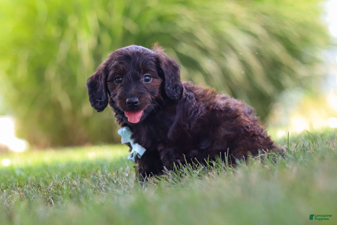 Miniature Dachshund dogs for sale: Marochino - Image 1