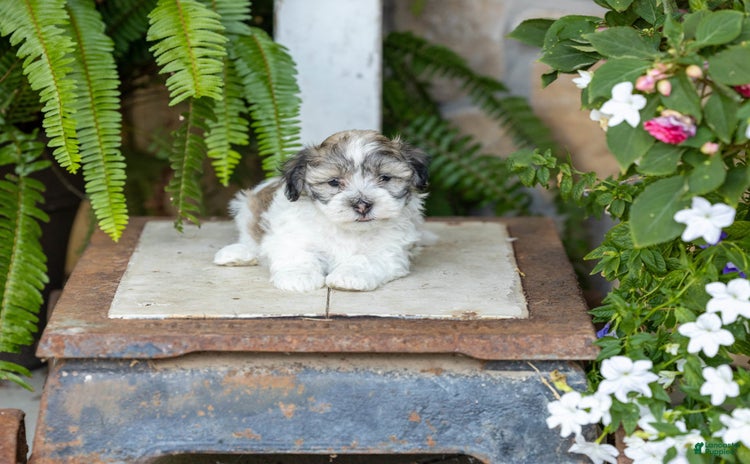 Havanese dogs for sale - Ad 2