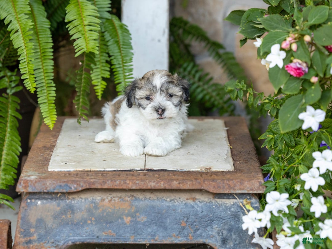 Havanese dogs for sale: Trisha - Image 1