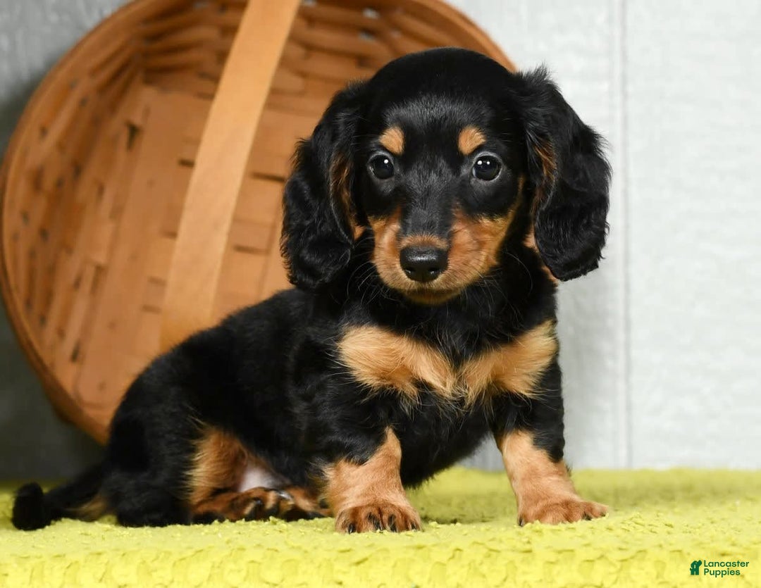 Miniature Dachshund dogs for sale: Dora - Image 6