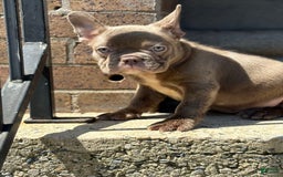 French Bulldog dogs for sale: Crisean boy rojo - Image 3