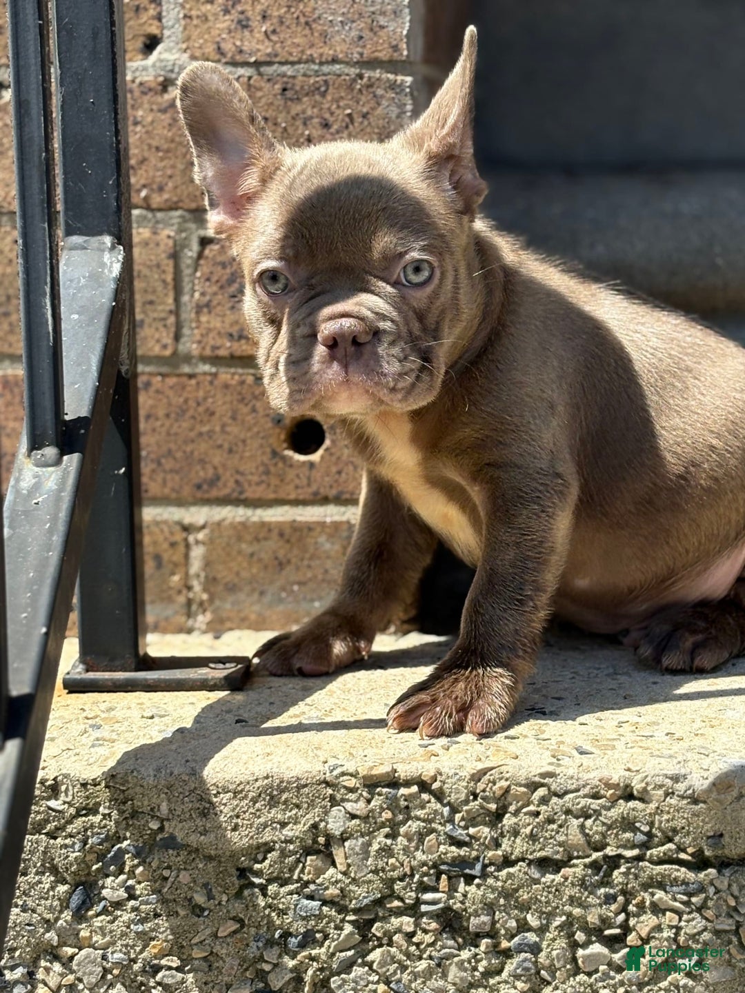 French Bulldog dogs for sale: Crisean boy rojo - Image 3