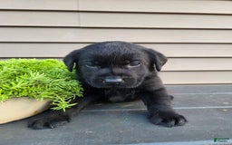 Labrador Retriever dogs for sale: Buster - Image 2
