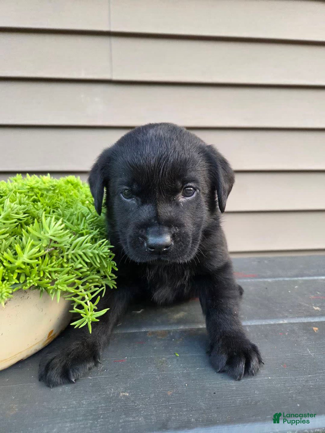 Labrador Retriever dogs for sale: Buster - Image 2
