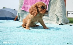 Cavalier King Charles Spaniel dogs for sale: Gloria - Image 2