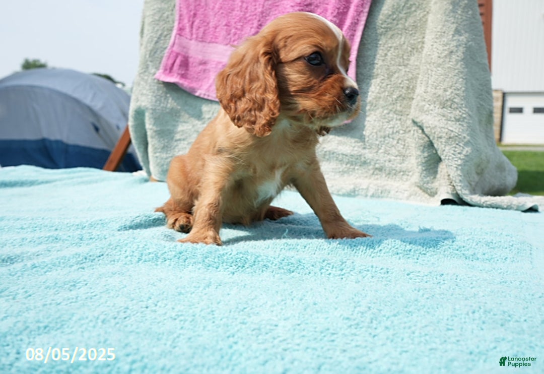 Cavalier King Charles Spaniel dogs for sale: Gloria - Image 2