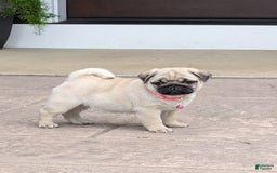 Pug dogs for sale: Pug 4 puppies - Image 6