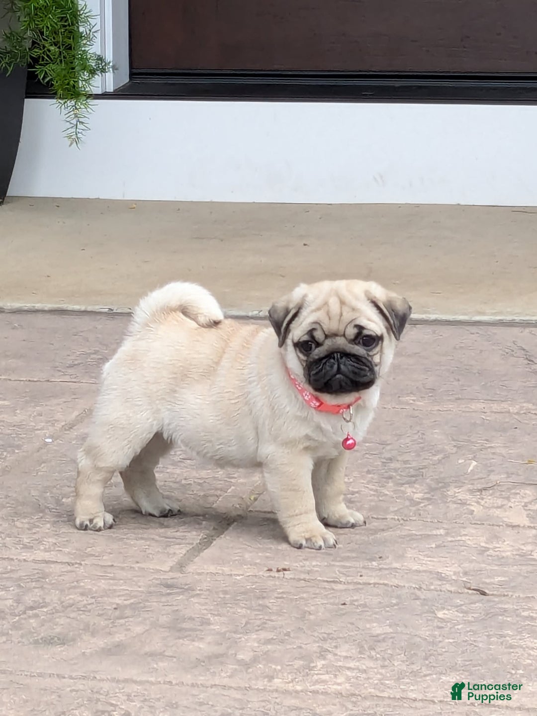 Pug dogs for sale: Pug 4 puppies - Image 6
