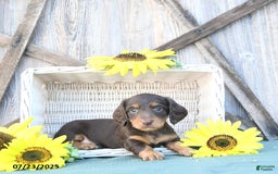 Dachshund dogs for sale: Chase - Image 5