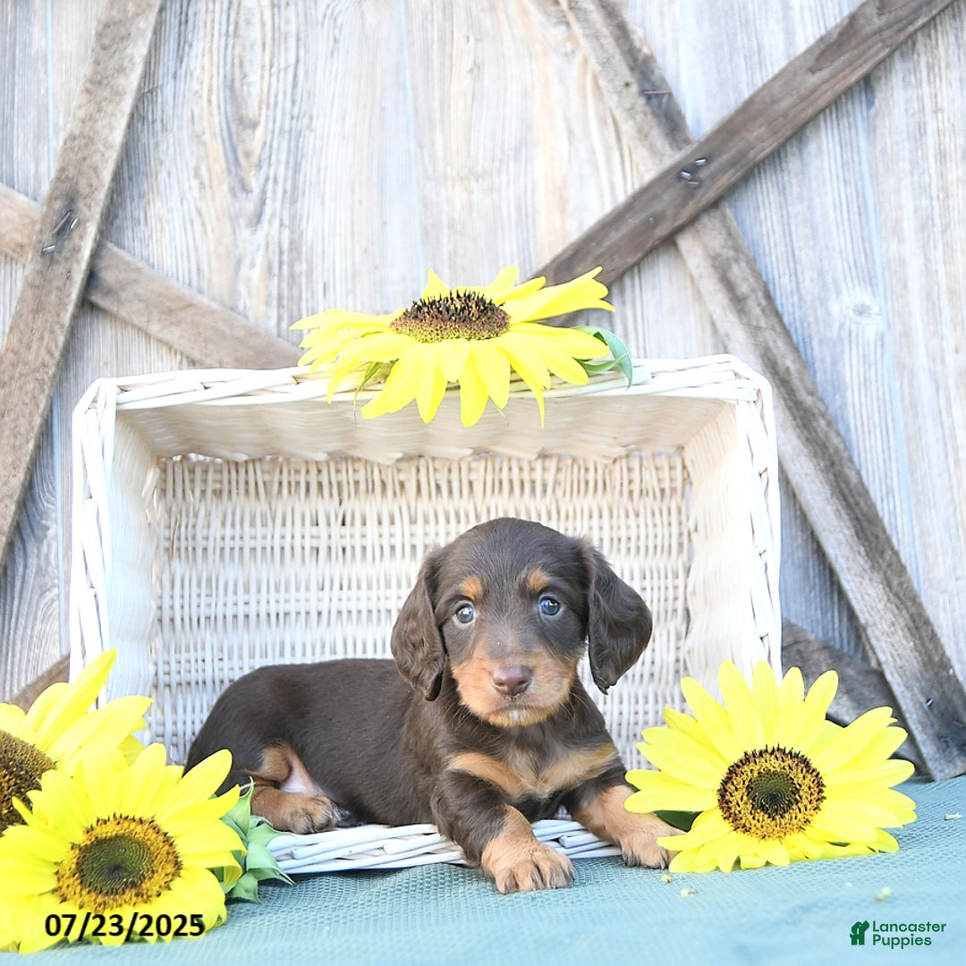 Dachshund dogs for sale: Chase - Image 5