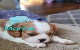 Cavalier King Charles Spaniel dogs for sale: Moone - Image 5